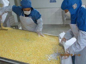 山東陽(yáng)光農(nóng)業(yè) 新季速凍甜玉米粒，出口品質(zhì)與生物農(nóng)藥技術(shù)雙擎驅(qū)動(dòng)