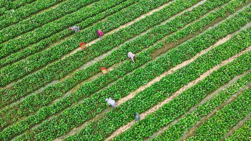 中國(guó)農(nóng)科院加快選育良種與生物農(nóng)藥技術(shù)研發(fā)，支撐種業(yè)振興