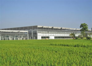 推進(jìn)生態(tài)循環(huán) 生物農(nóng)藥技術(shù)在現(xiàn)代農(nóng)業(yè)協(xié)調(diào)發(fā)展中的關(guān)鍵作用