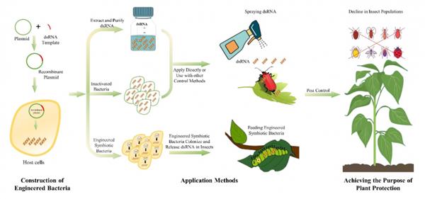 中國(guó)新型農(nóng)藥的先行者 植生優(yōu)谷穩(wěn)步推進(jìn)國(guó)產(chǎn)RNAi生物農(nóng)藥技術(shù)研發(fā)