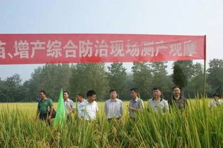 稻歡 水稻提質(zhì)增產(chǎn)的守護(hù)者——生物農(nóng)藥技術(shù)創(chuàng)新與應(yīng)用